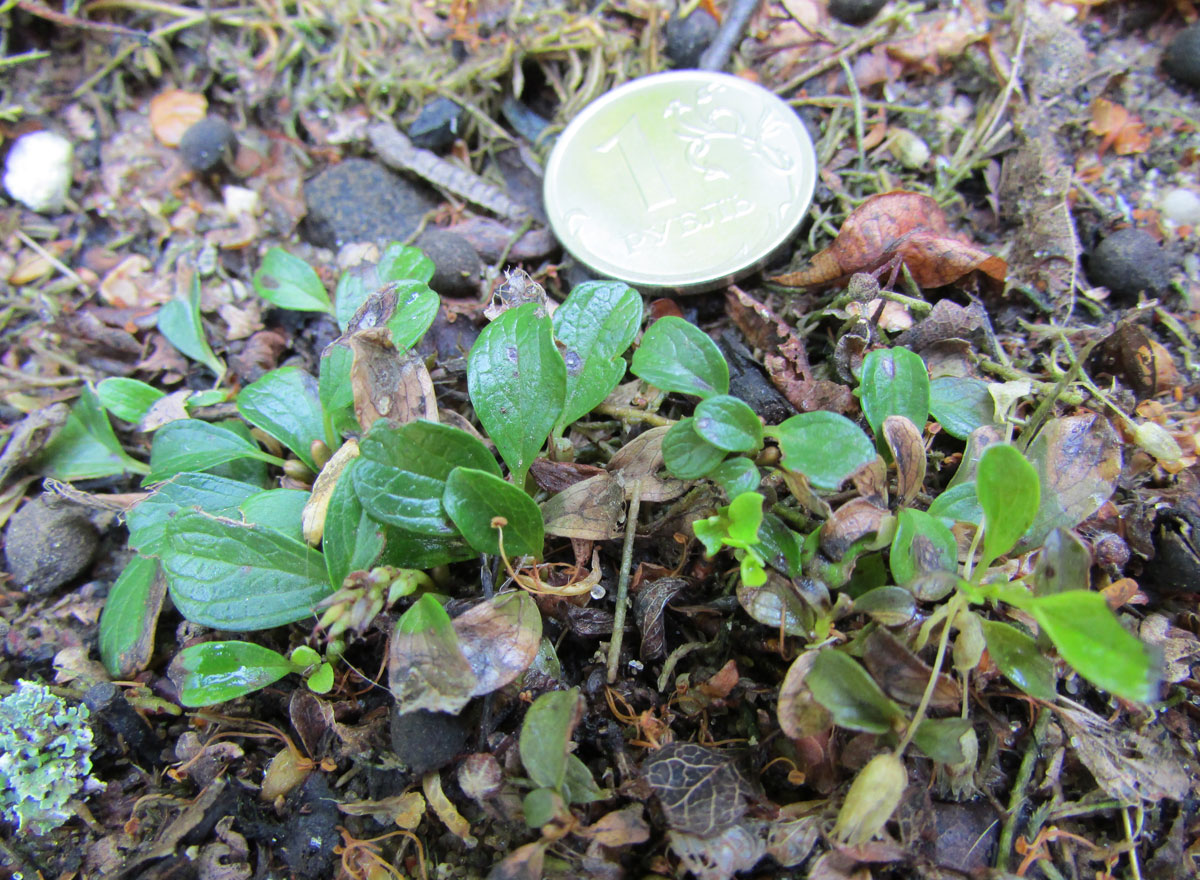 Изображение особи Salix erythrocarpa.