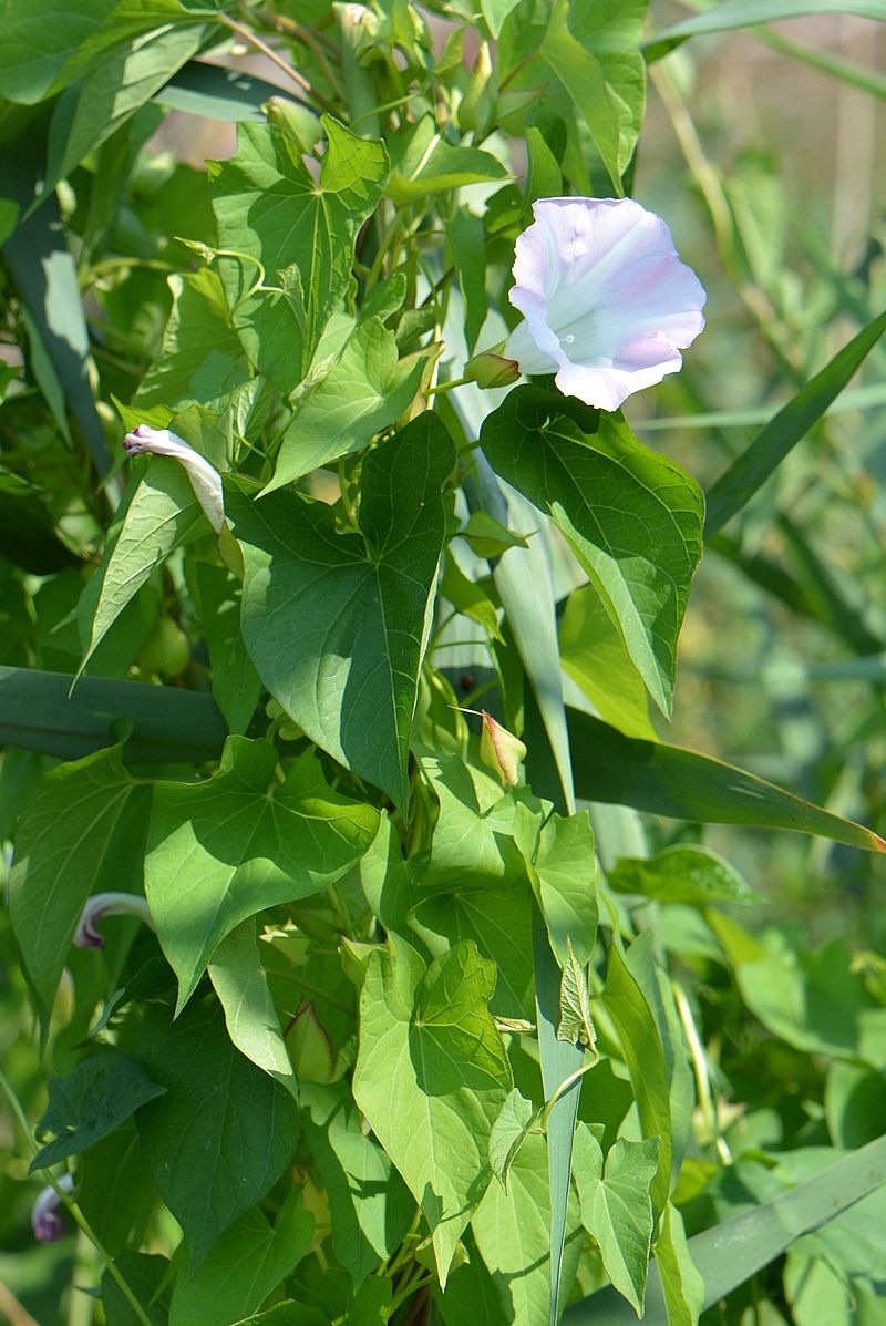 Изображение особи род Calystegia.