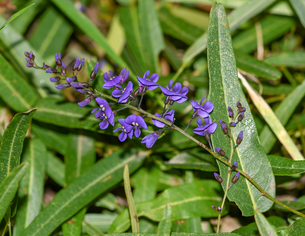 Изображение особи Hardenbergia comptoniana.