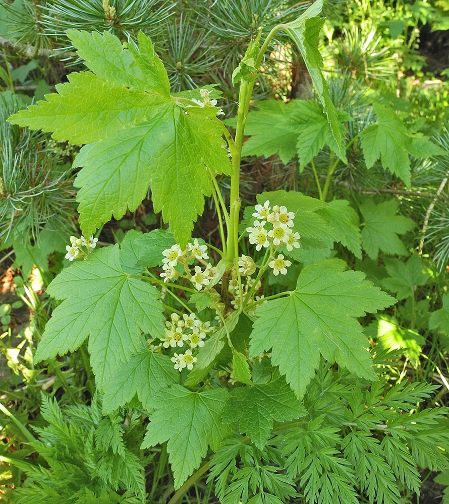 Изображение особи Ribes glandulosum.