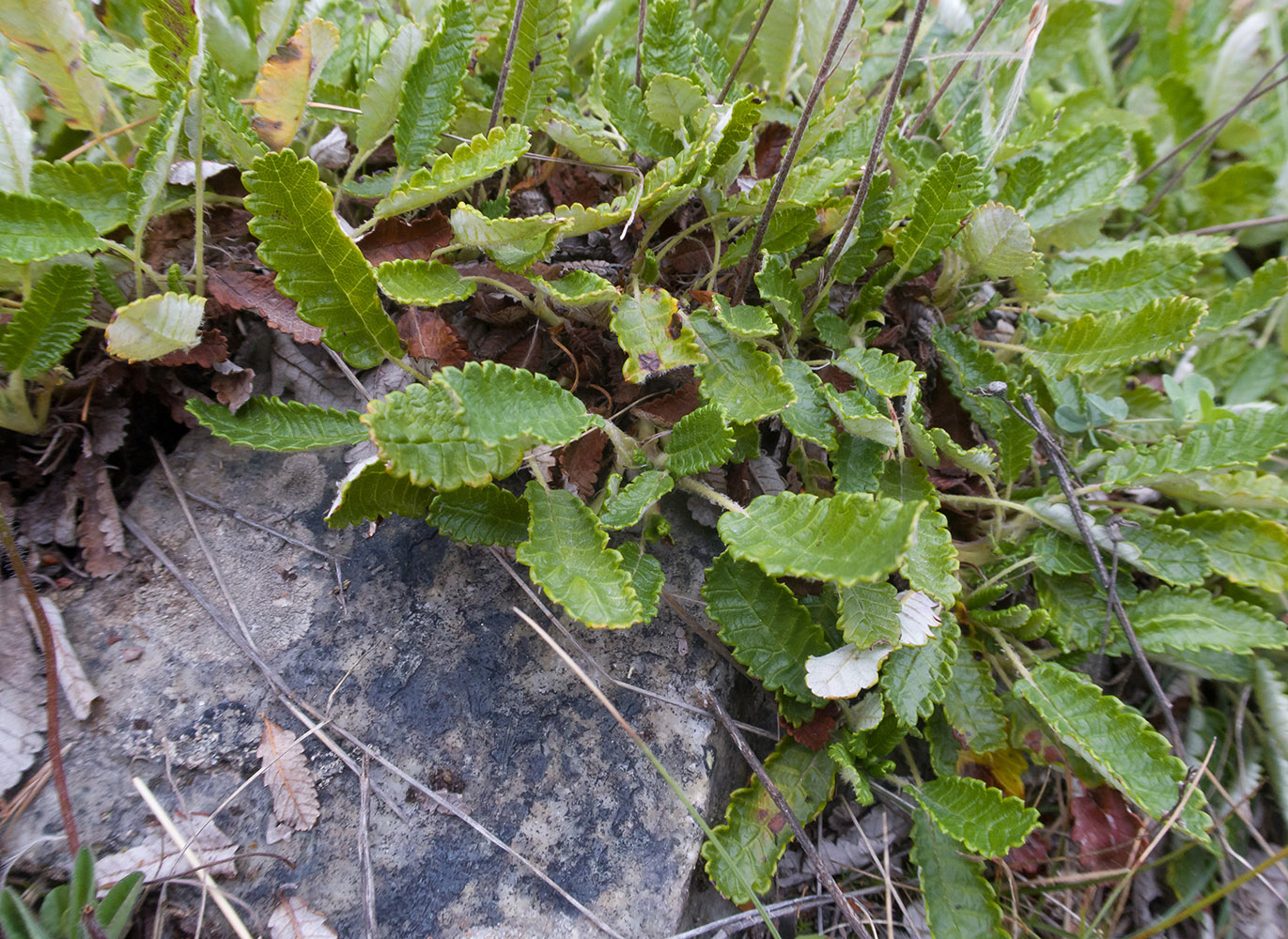 Изображение особи Dryas caucasica.