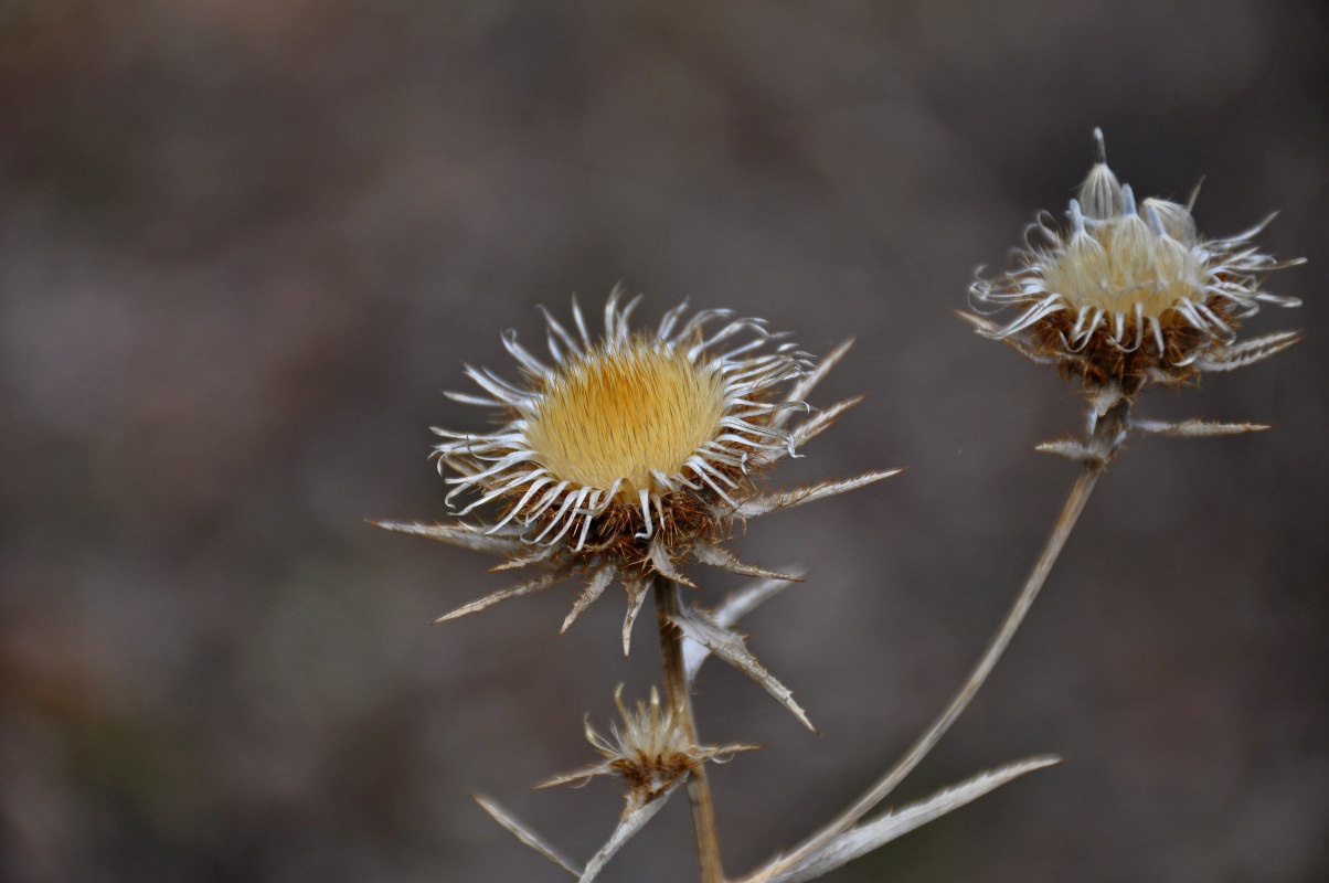 Изображение особи Carlina biebersteinii.