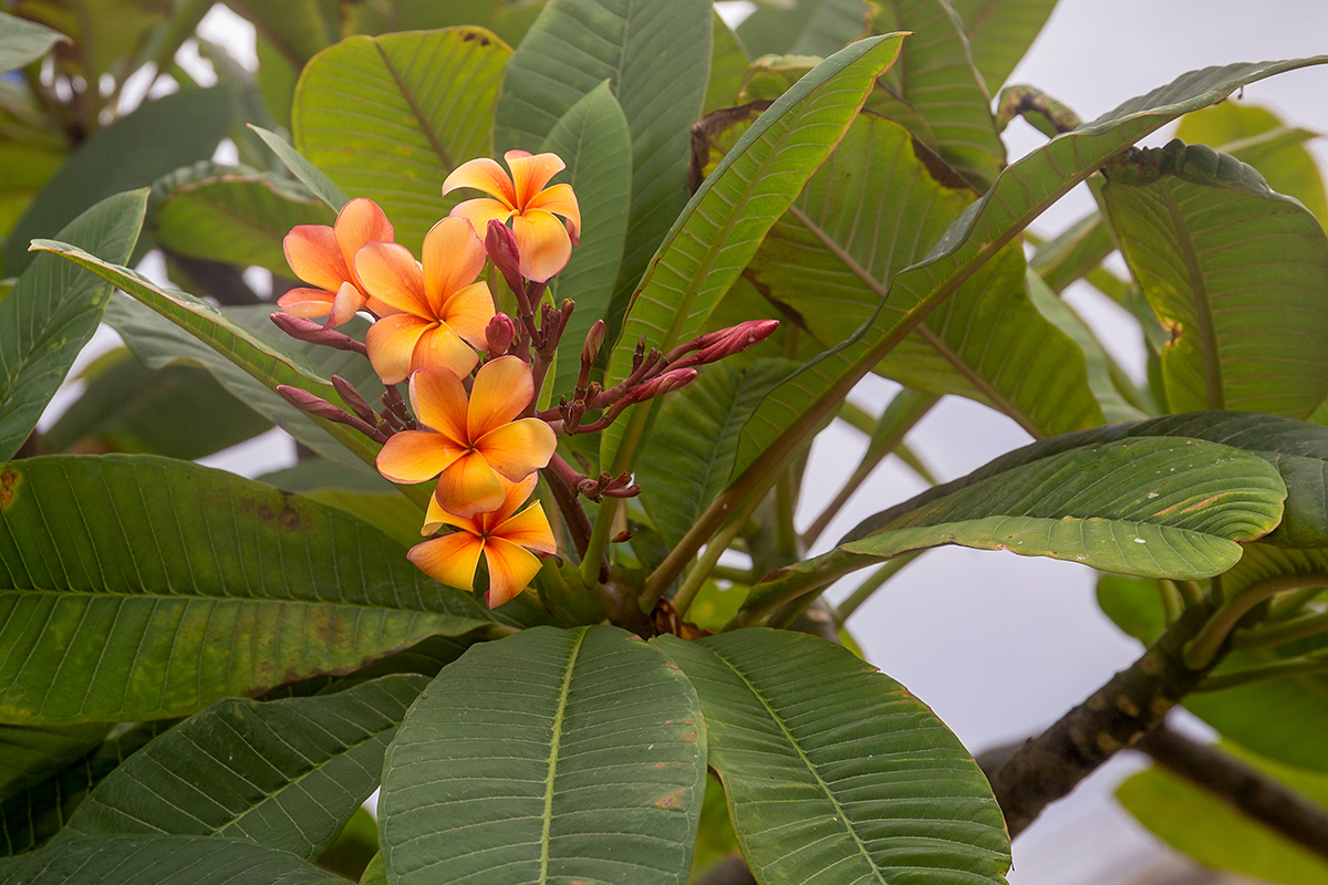 Image of Plumeria rubra specimen.