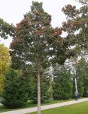 genus Sorbus. Плодоносящее дерево. Краснодарский край, г. Краснодар, парк \"Краснодар\". 15.10.2021.
