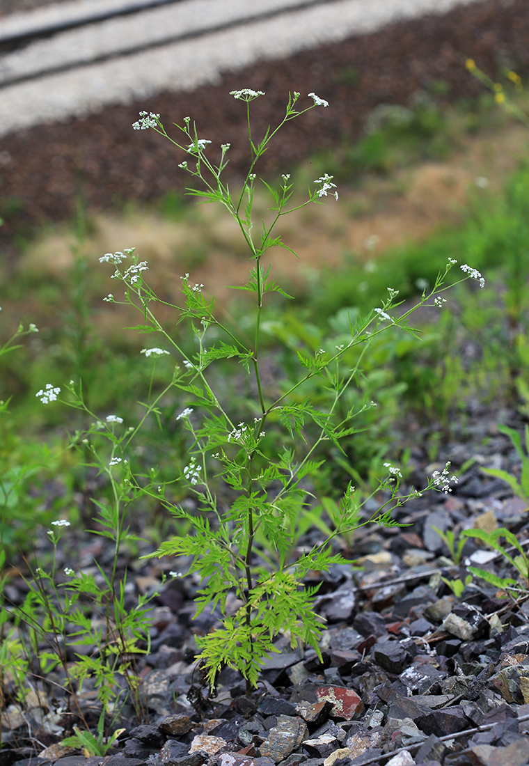 Изображение особи Torilis japonica.