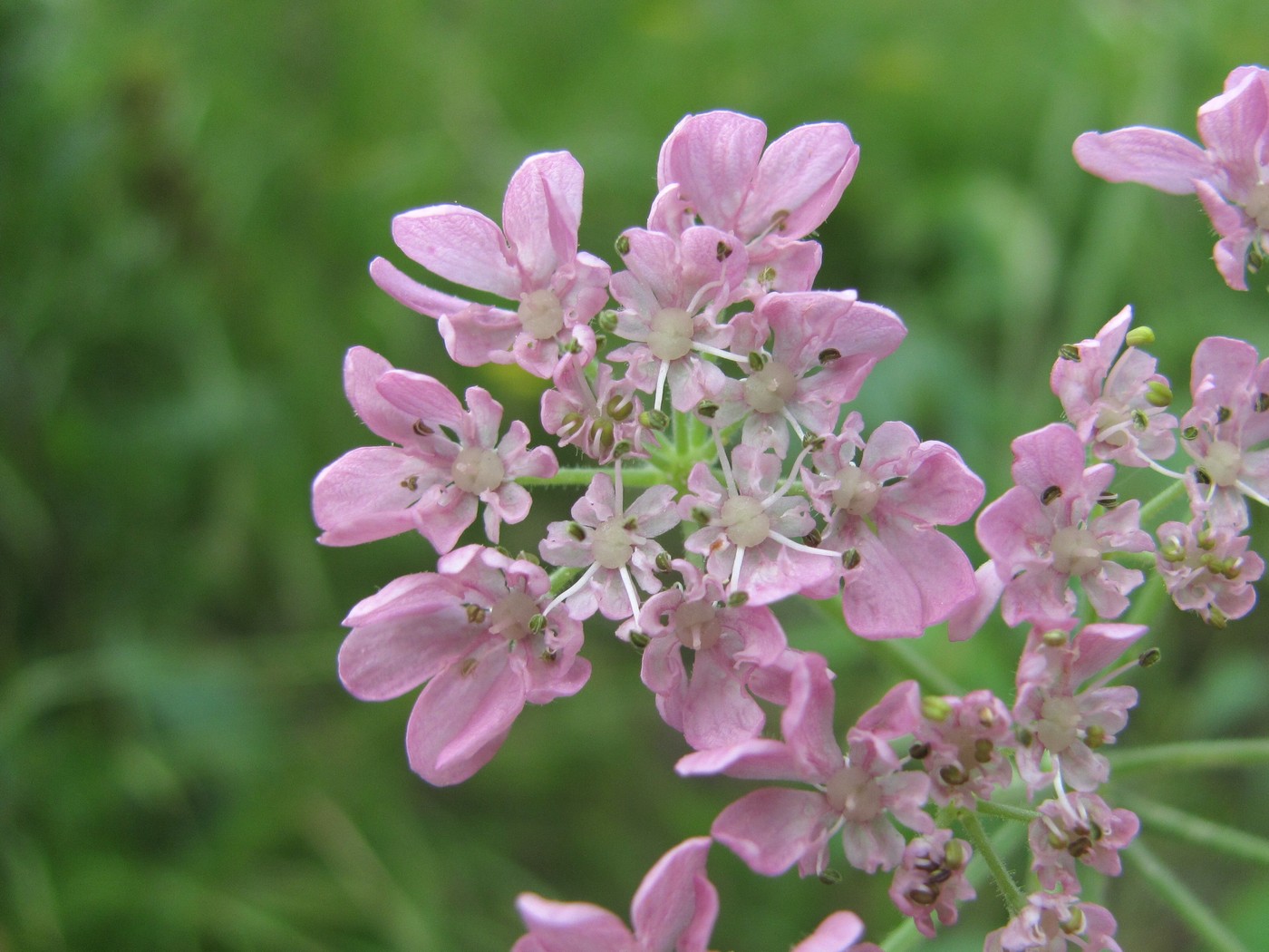 Изображение особи Heracleum roseum.