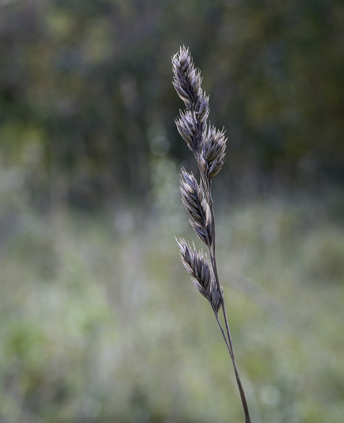 Image of Dactylis glomerata specimen.