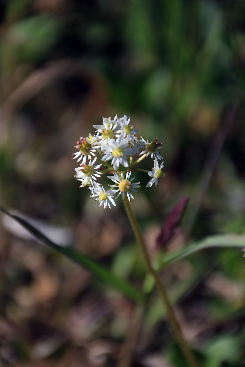 Image of Micranthes nelsoniana specimen.