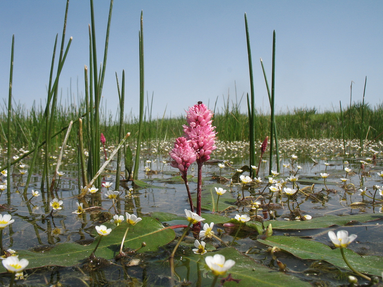 Изображение особи Persicaria amphibia.