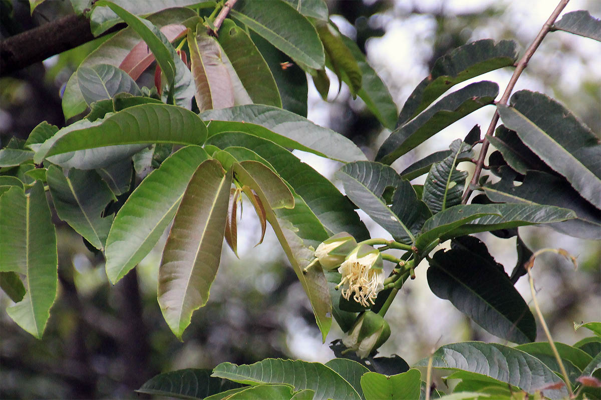 Изображение особи Duabanga grandiflora.