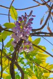 Wisteria sinensis. Побеги с соцветиями. Китай, провинции Юньнань, р-н Сишуанбаньна, национальный парк \"Xishuangbanna Wild Elephant Valley\" (\"Долина диких слонов\"). 28.02.2017.