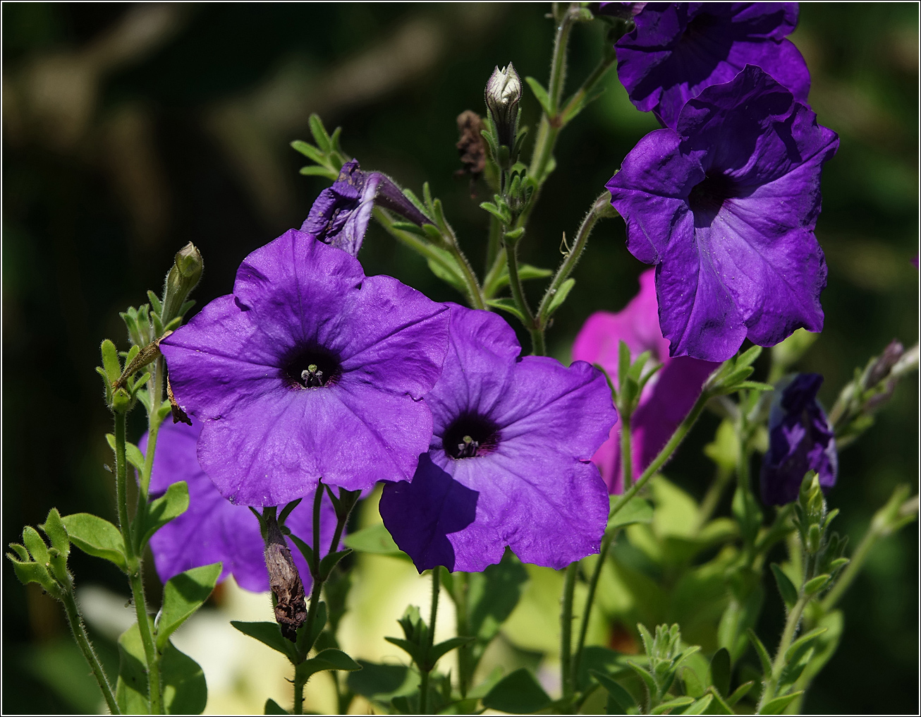 Image of Petunia &times; hybrida specimen.