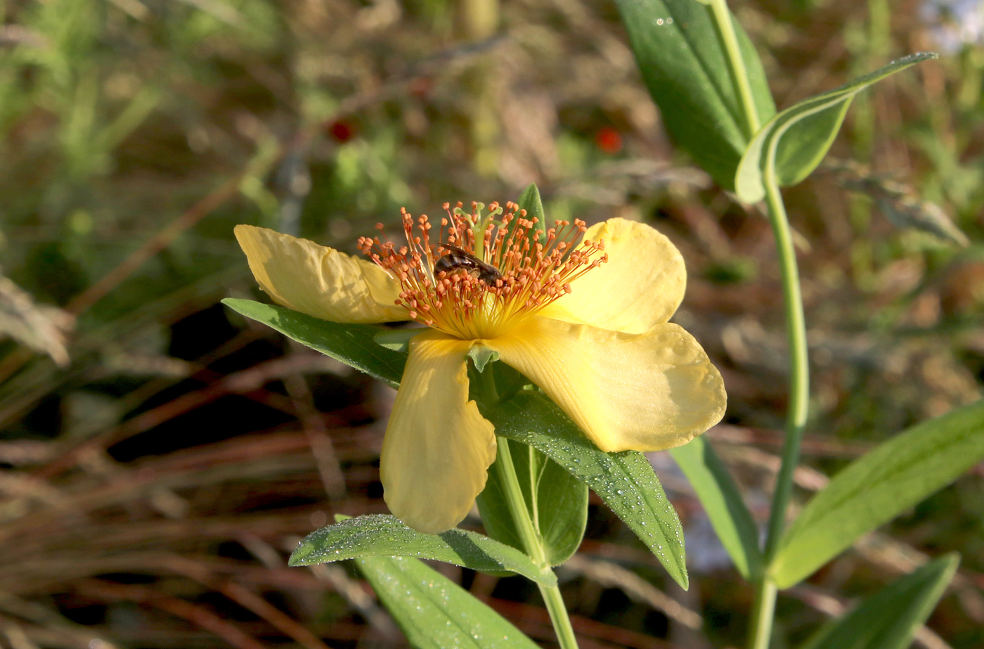 Изображение особи Hypericum ascyron.