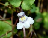 Cymbalaria muralis. Цветок. Крым, городской округ Ялта, пгт Гурзуф, в трещине подпорной стенки. Июль 2022 г.