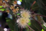 Смотреть изображение Syzygium samarangense