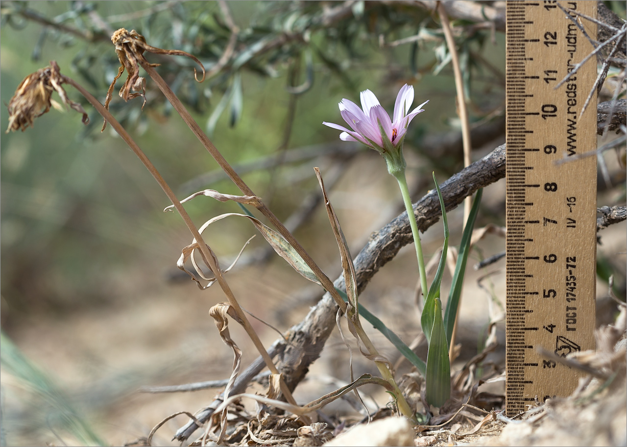 Image of Tragopogon marginifolius specimen.