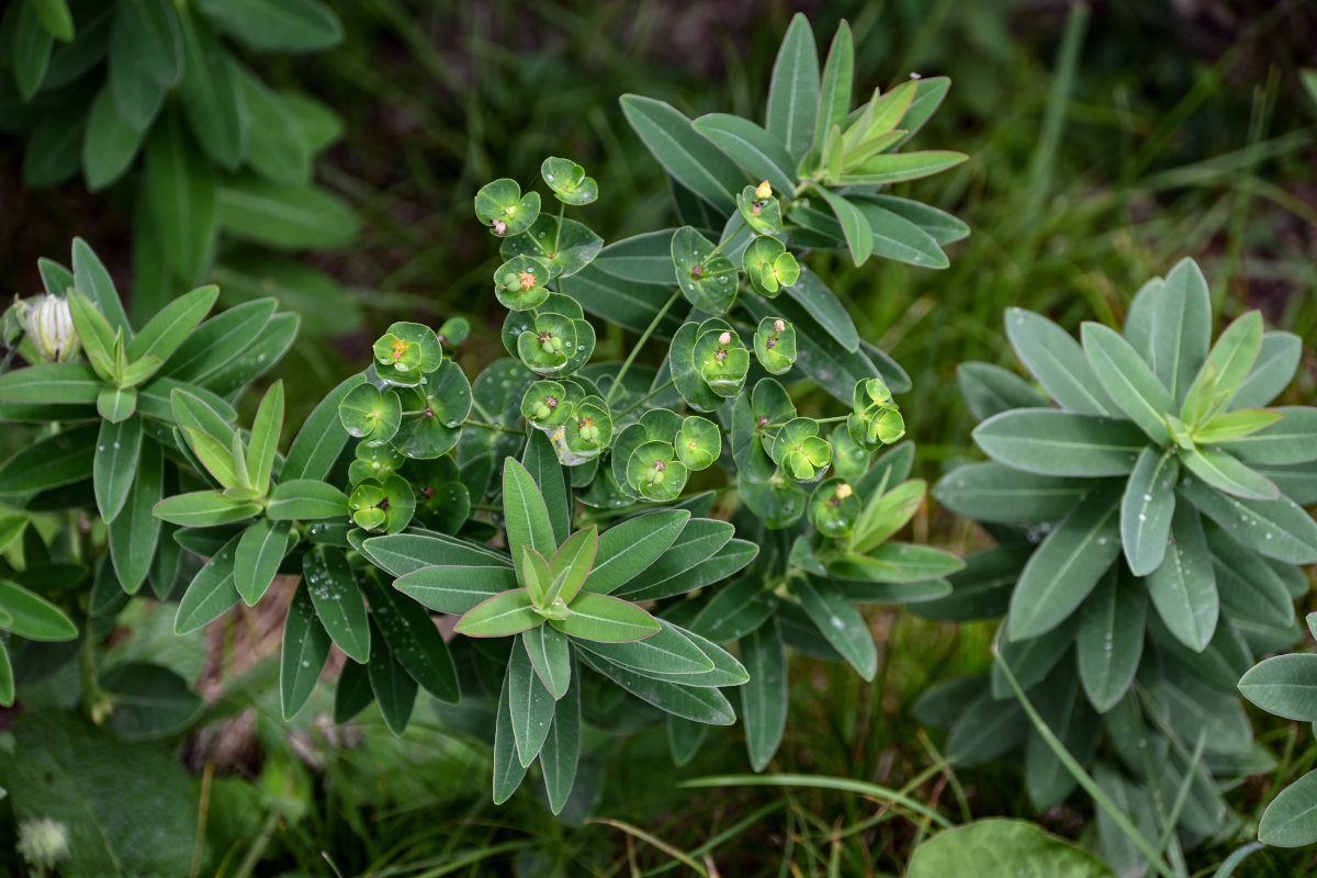 Изображение особи Euphorbia glaberrima.