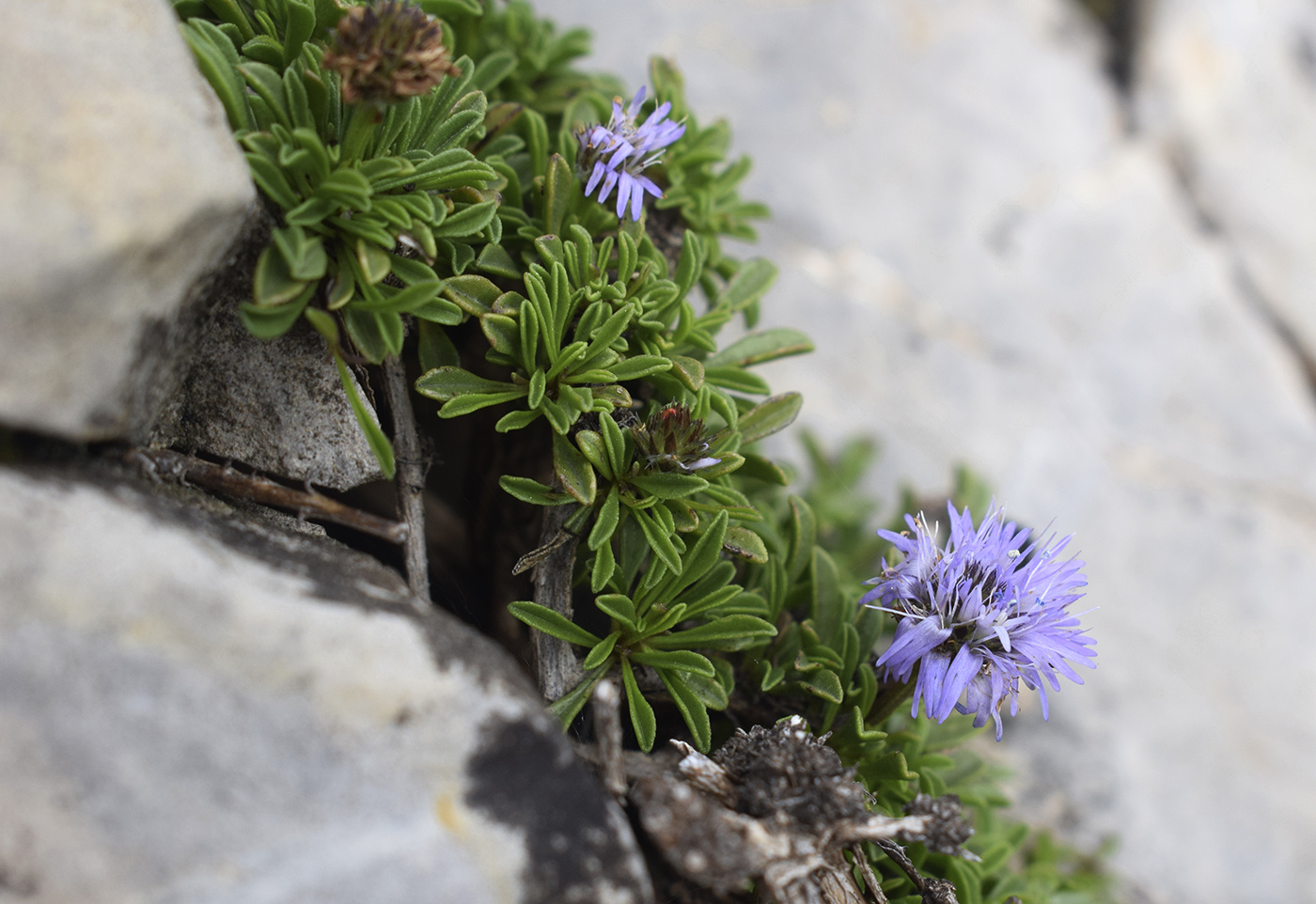 Image of Globularia repens specimen.