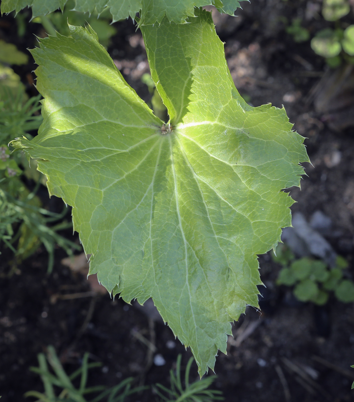 Image of Eryngium alpinum specimen.