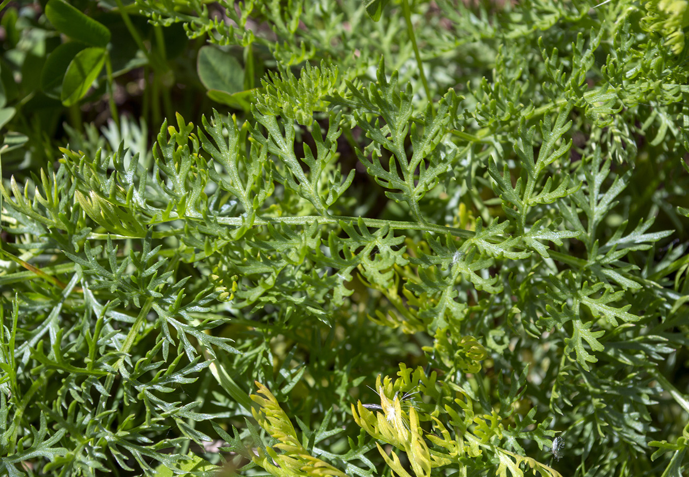 Image of Pyrethrum coccineum specimen.