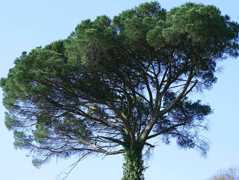 Image of Pinus pinea specimen.