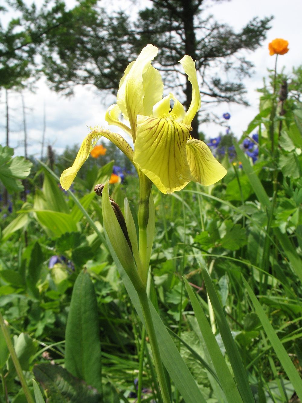 Image of Iris bloudowii specimen.