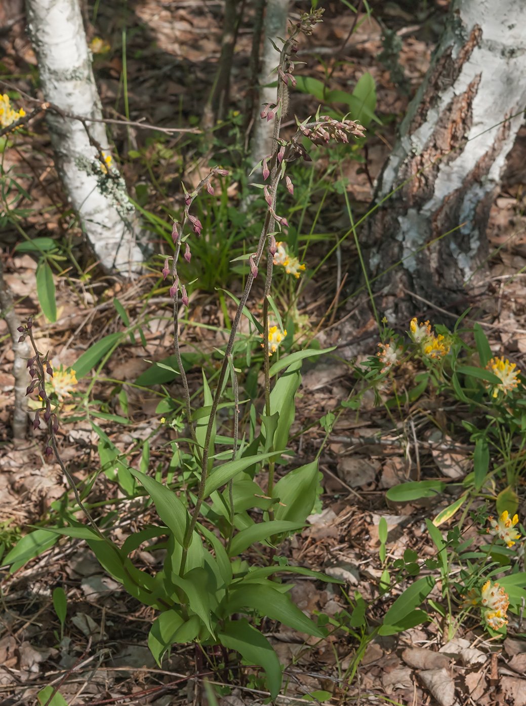 Image of Epipactis atrorubens specimen.