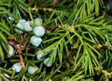 Juniperus rigida