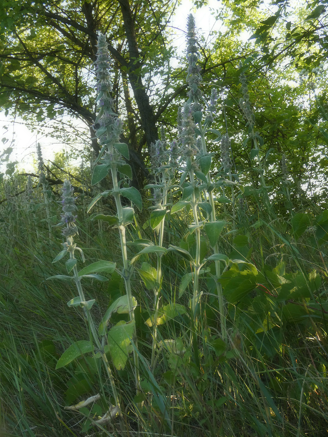 Изображение особи Stachys germanica.