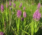 Dactylorhiza incarnata. Цветущие растения на закустаренном лугу. Вологодская обл., Череповецкий р-н, дер. Ендома, берег Рыбинского вдхр. 13.07.2009.