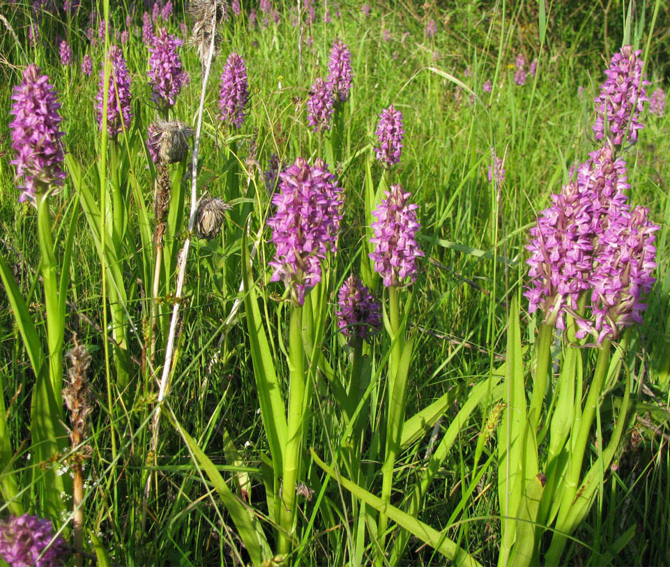 Image of Dactylorhiza incarnata specimen.