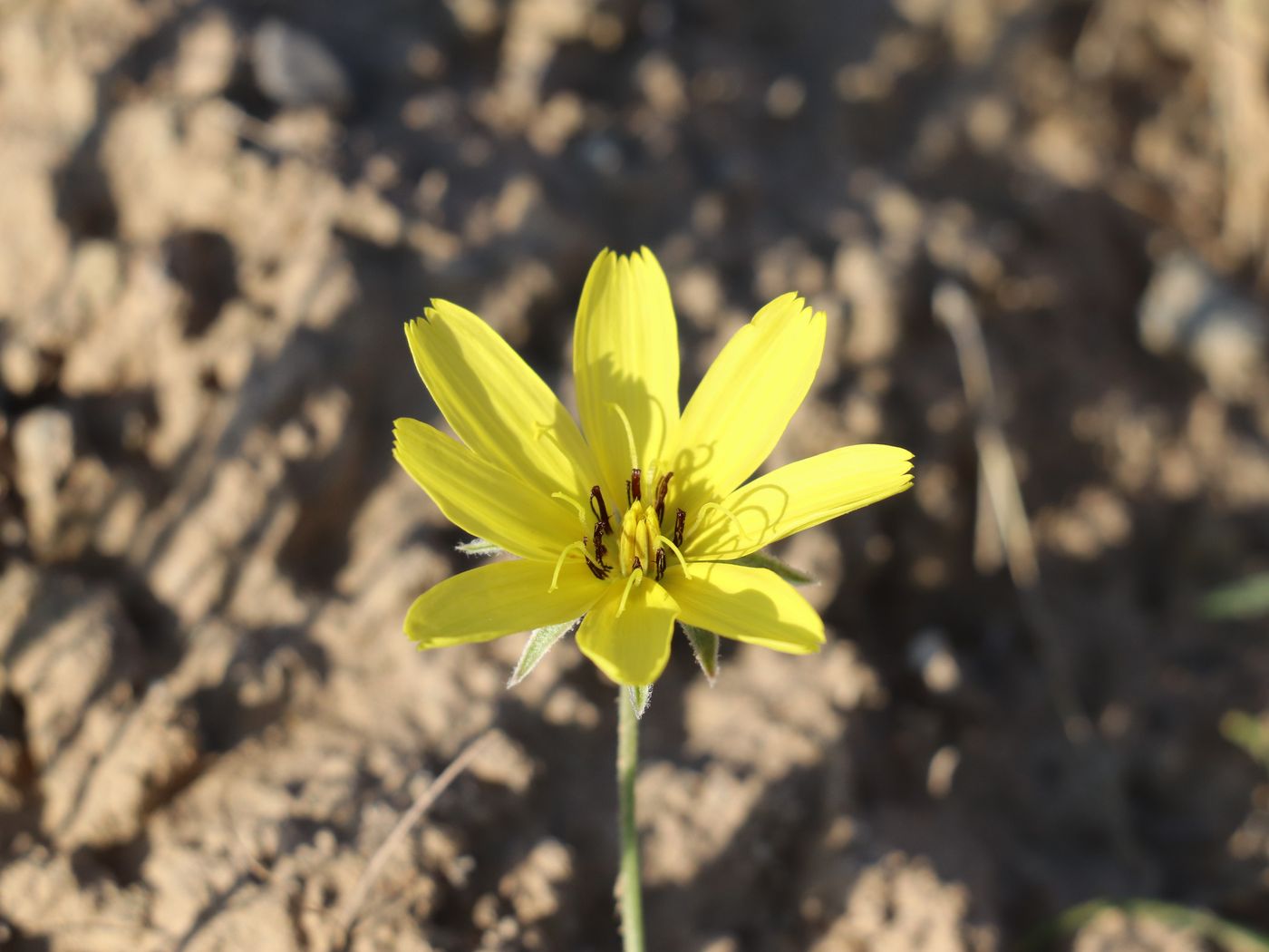 Image of Koelpinia macrantha specimen.