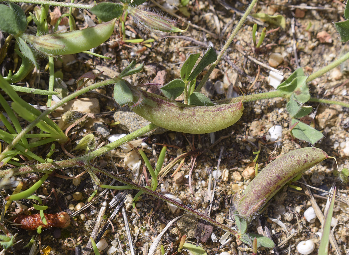 Image of Lotus edulis specimen.