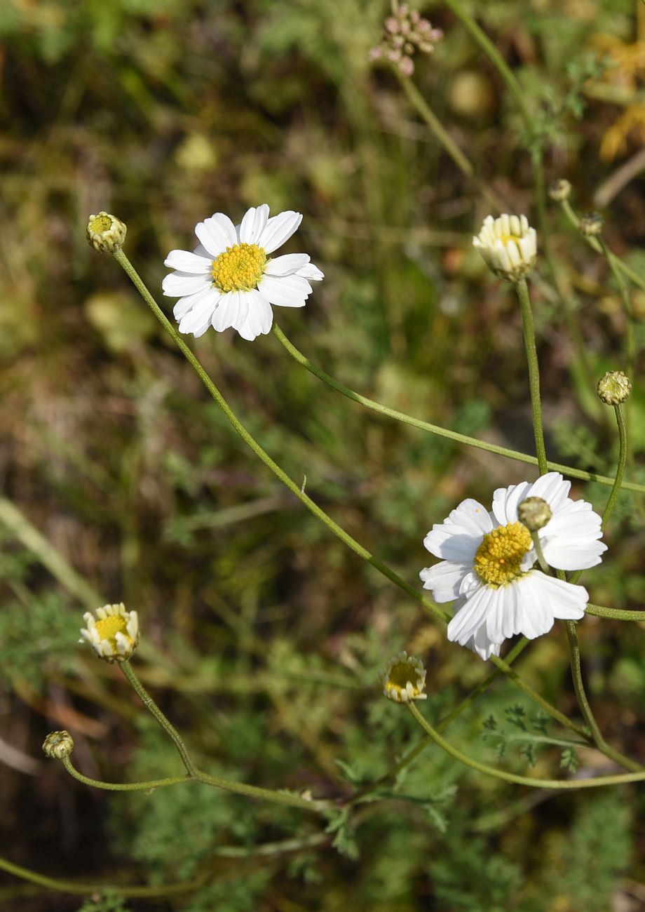 Image of Pyrethrum leptophyllum specimen.