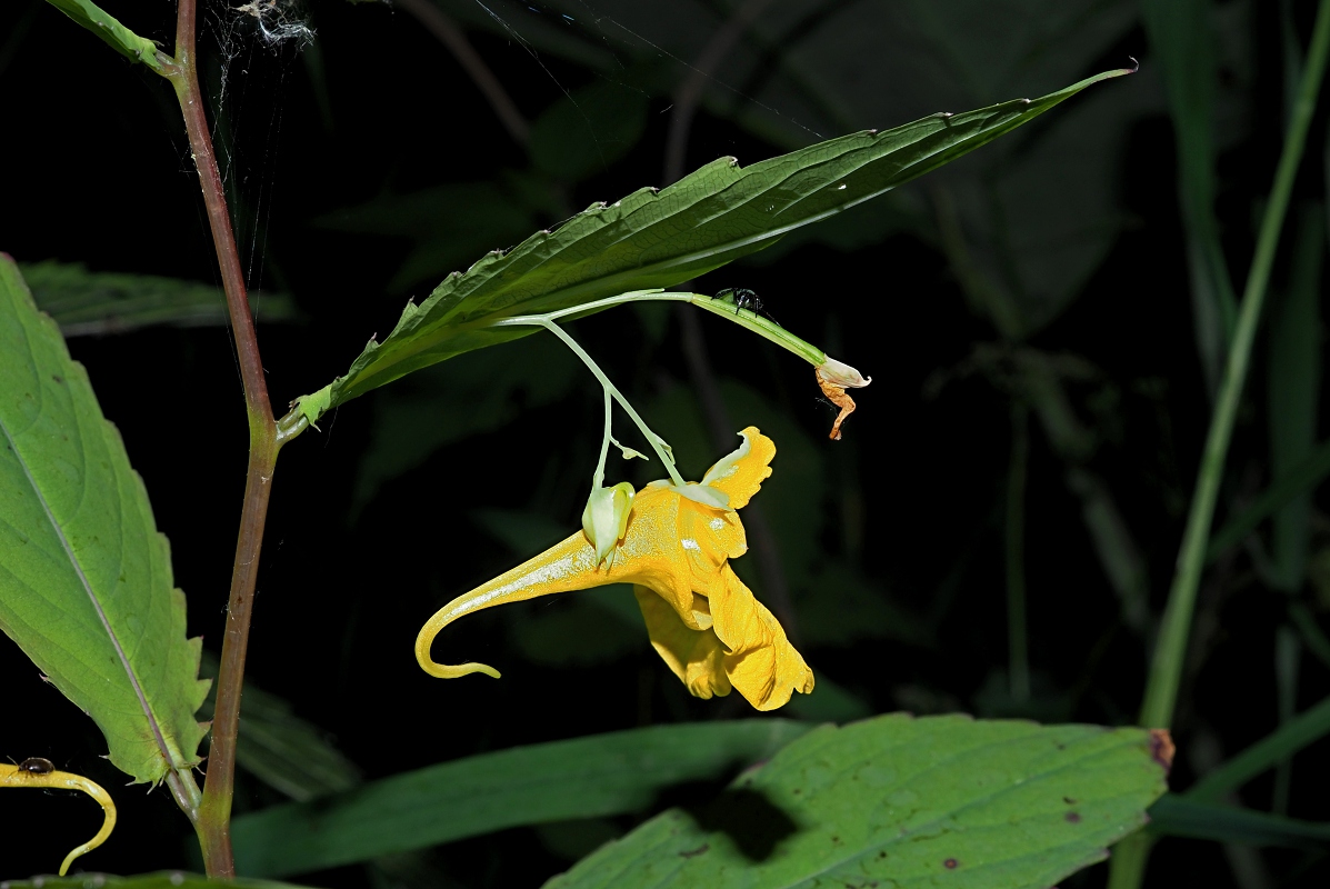 Image of Impatiens noli-tangere specimen.