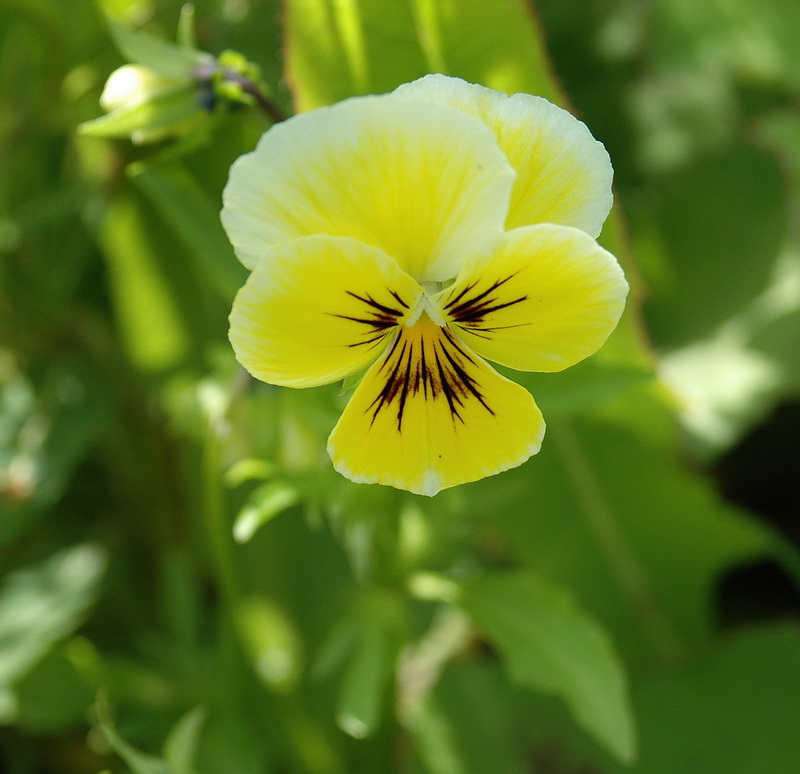 Image of Viola wittrockiana specimen.