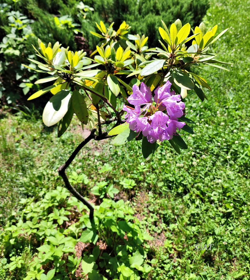 Изображение особи род Rhododendron.