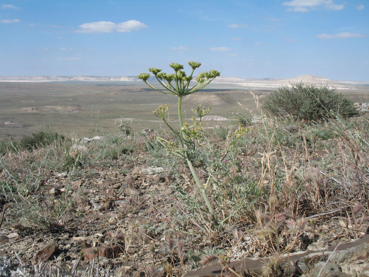 Изображение особи Zosima absinthifolia.