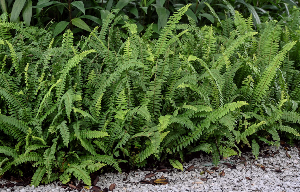 Изображение особи Nephrolepis cordifolia.