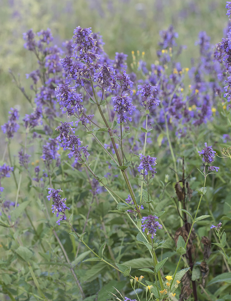 Image of Nepeta grandiflora specimen.