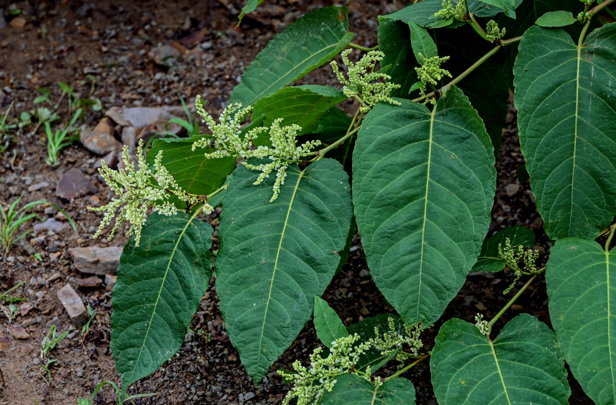 Изображение особи Reynoutria sachalinensis.