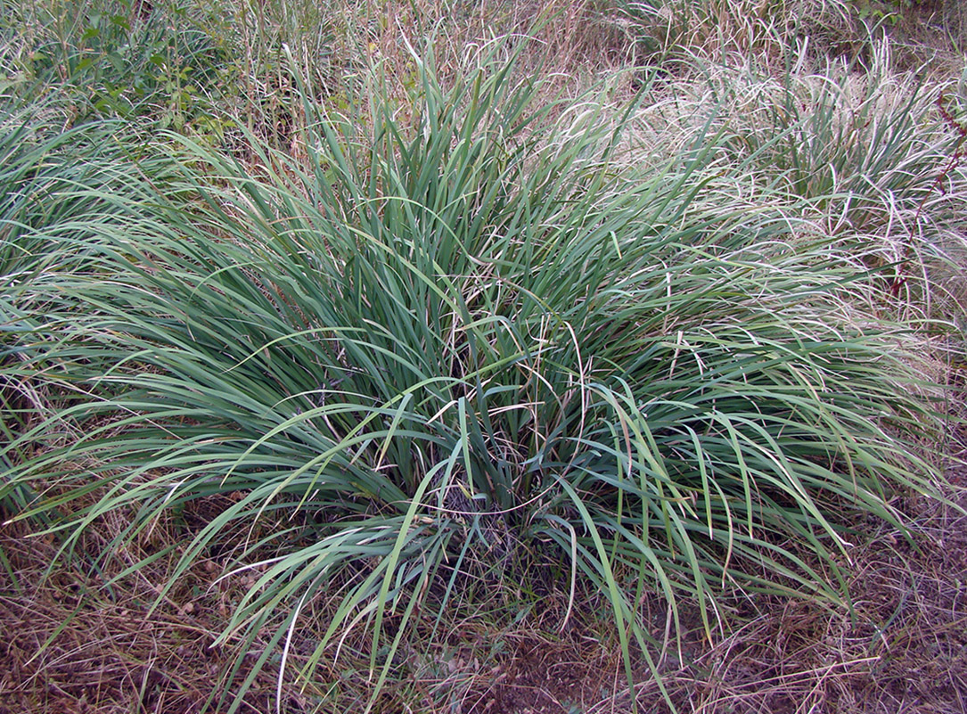 Image of Iris oxypetala specimen.