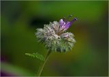 Phacelia tanacetifolia