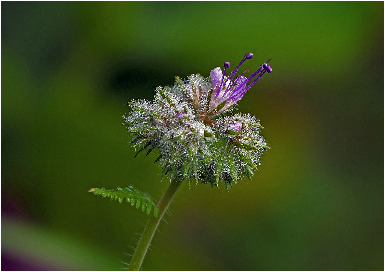 Image of Phacelia tanacetifolia specimen.