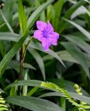 Ruellia simplex. Верхушка побега с цветком. Китай, провинция Гуандун, г. Гуанчжоу, в культуре. 28.05.2024.