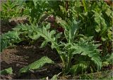 Cynara scolymus