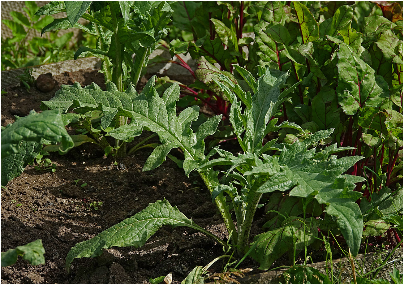 Image of Cynara scolymus specimen.