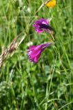 Gladiolus tenuis. Соцветие. Чечня, Шаройский р-н, долина р. Кенхи, с. Кенхи, квартал Хилиди, луг. 24 июня 2024 г.