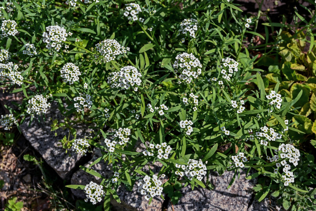 Image of Lobularia maritima specimen.