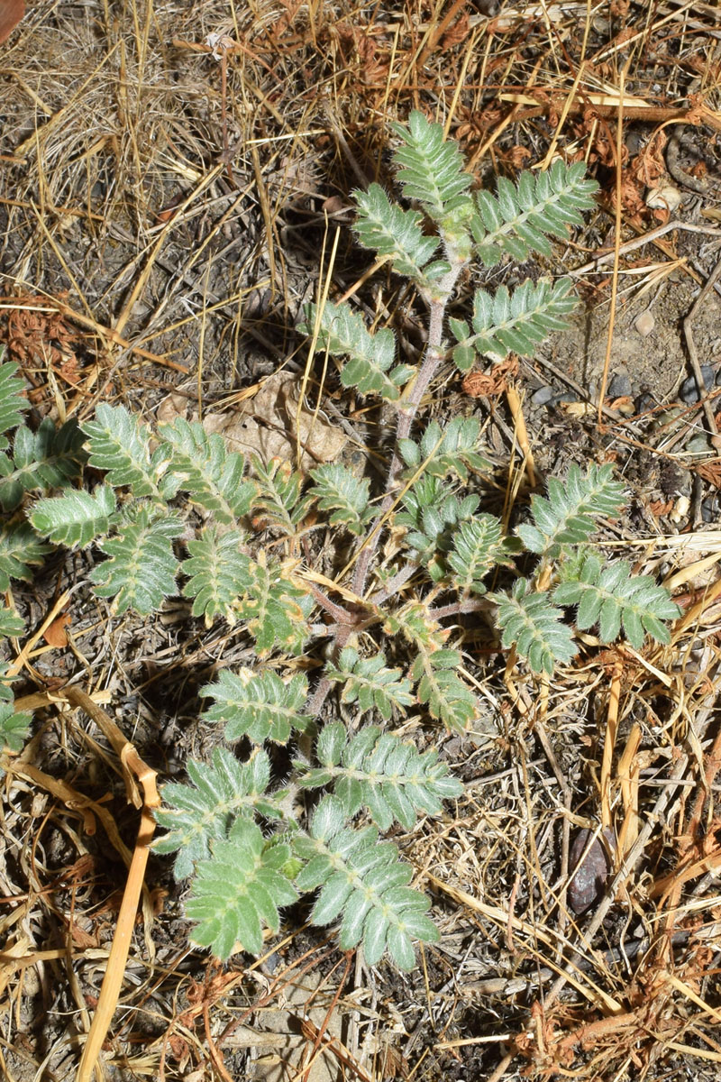 Изображение особи Tribulus terrestris.